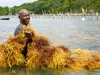 Export Saint Lucia Opening Main