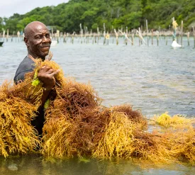 Export Saint Lucia Opening Main