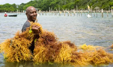 Export Saint Lucia Opening Main