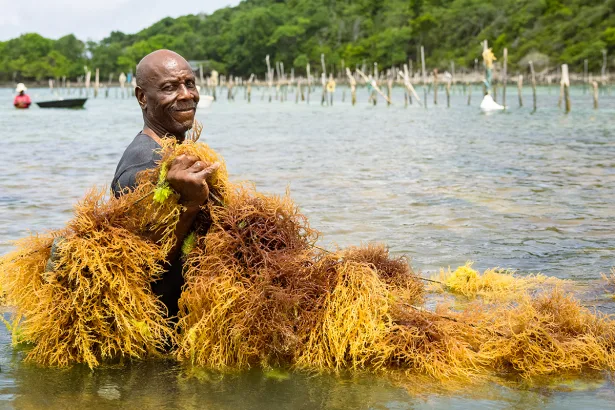 Export Saint Lucia Opening Main